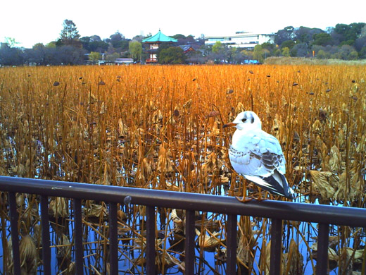 �����̈ꖇ