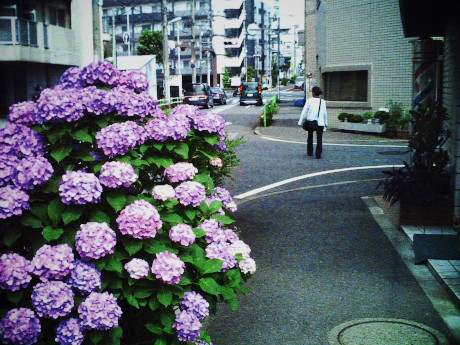 �����̈ꖇ