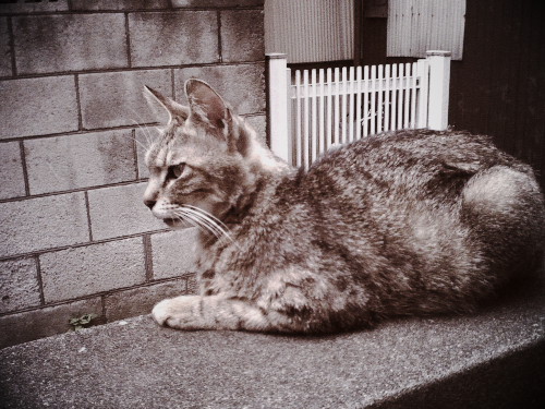 �ڂ��̉s����ǔL