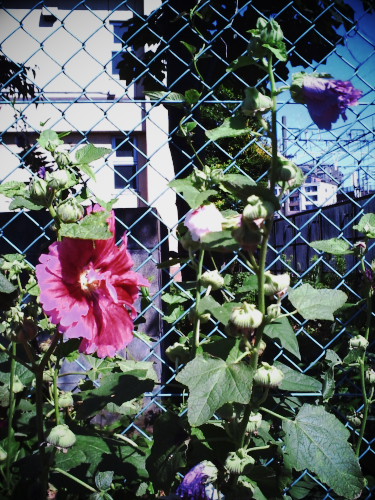 �ߏ��̒��w�Z�̍Z�ɂƋ��ԉz���Ɍ����