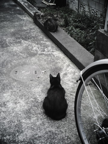 �A�p�[�g�̖�ǔL�����̋@�����ƂĂ���������