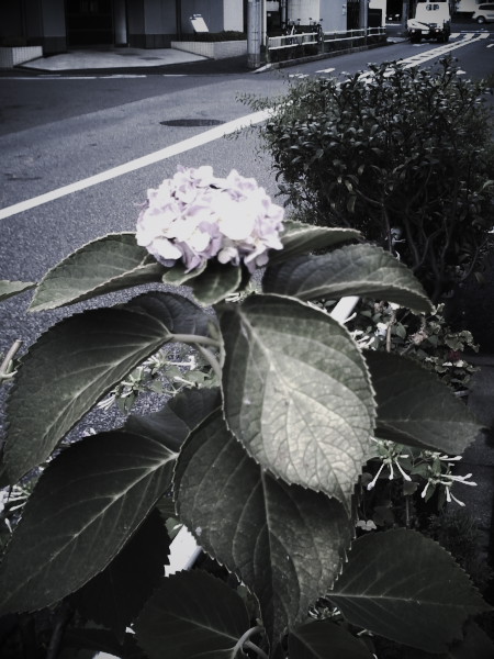 ���G�O��ɍ炢����ւ̃A�W�T�C