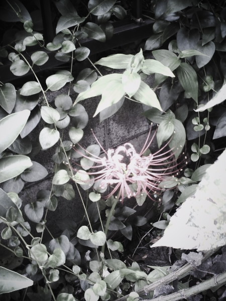 �n���F�̔ފ݉Ԃ��炫�n�߂�G��