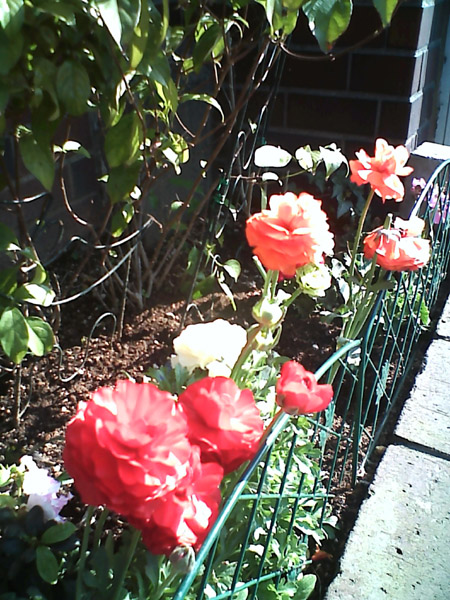 �B�e�T���v��