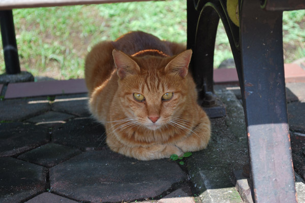 �x���`�̉��ŗ��ޔL