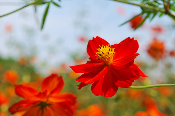 �l���{�����뉀�̉Ԕ�