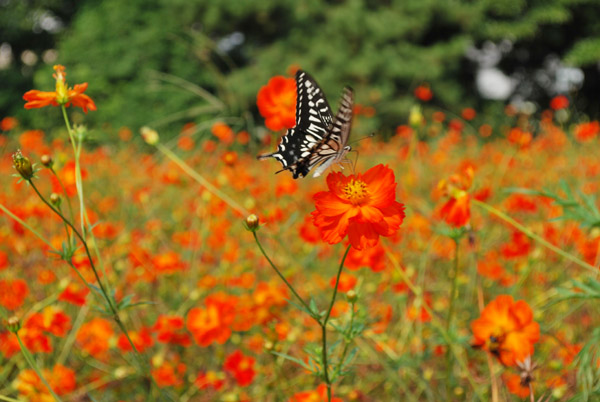 �Ԕ��̃A�Q�n��