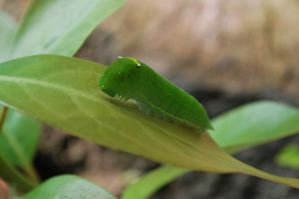 �C�����V