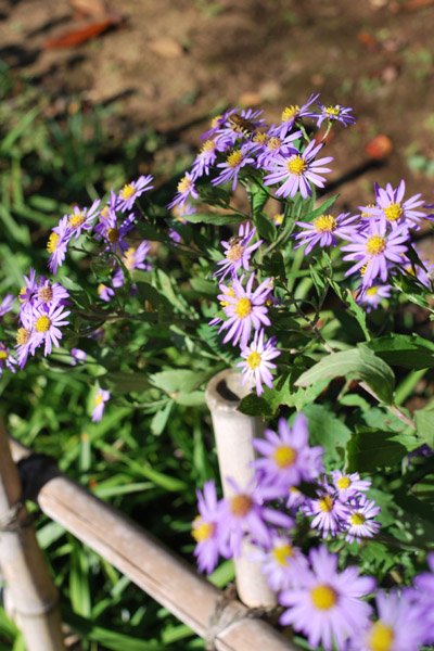 �Z�`���̉�