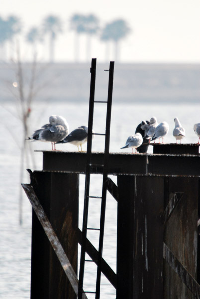 �����ՊC����