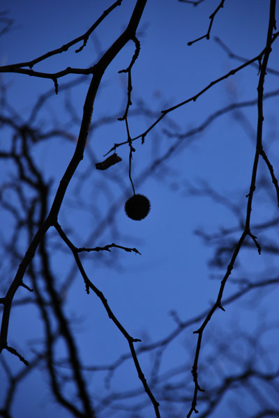 �ю��̐X����