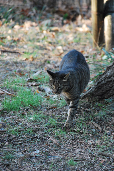 ������߂��L