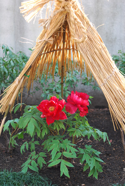 ��쓌�Ƌ{�̓~�ڂ���