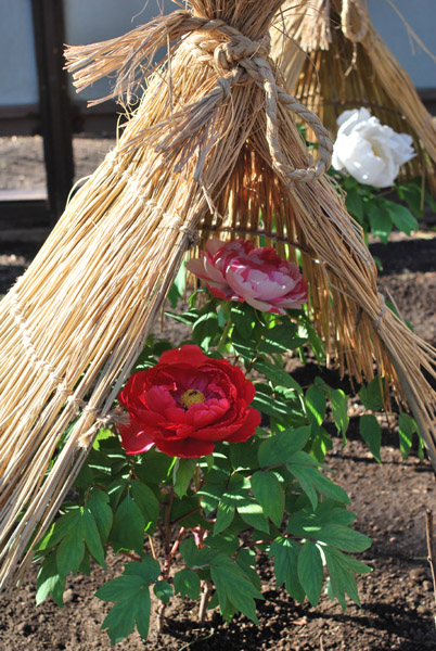 ��쓌�Ƌ{�̓~�ڂ���