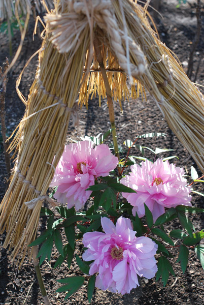 ��쓌�Ƌ{�̓~�ڂ���