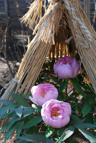 ��쓌�Ƌ{�̓~�ڂ���