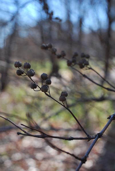 �c�����䉑