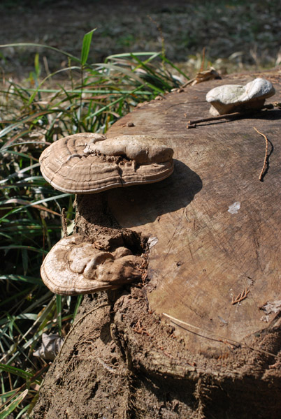 �T���m�R�V�J�P