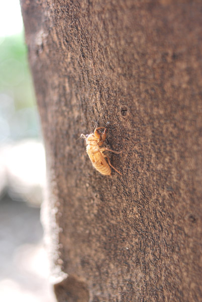 ��̔����k