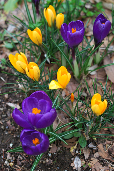 �N���b�J�X