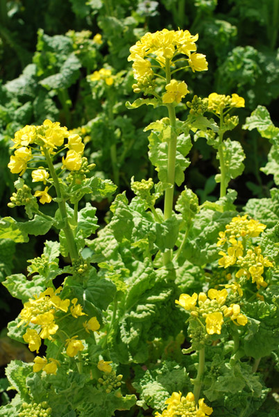 ���c���a�L�O�����i�؂̉ԁj