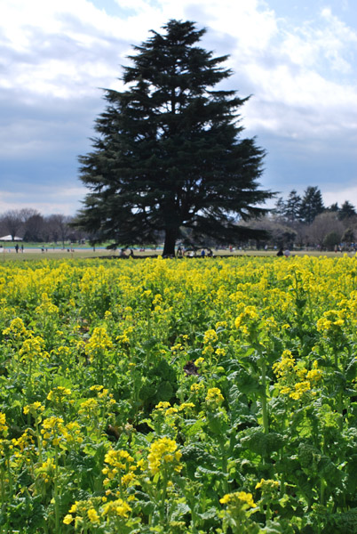 ���c���a�L�O�����i�؂̉ԁj