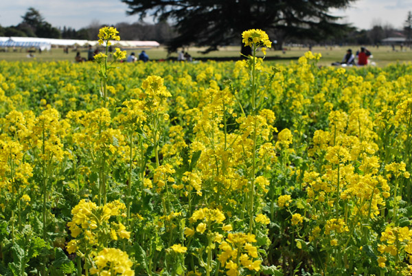 ���c���a�L�O�����i�؂̉ԁj