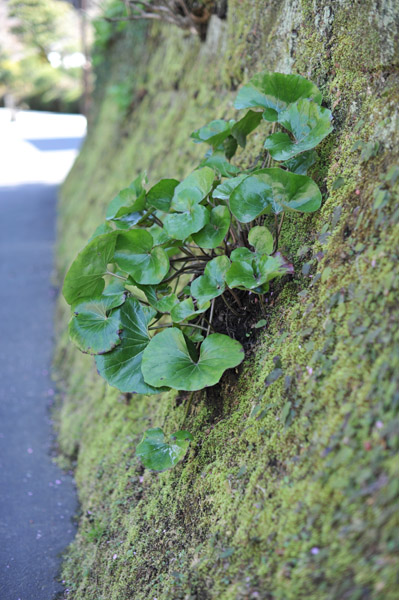 �������̐Ί_