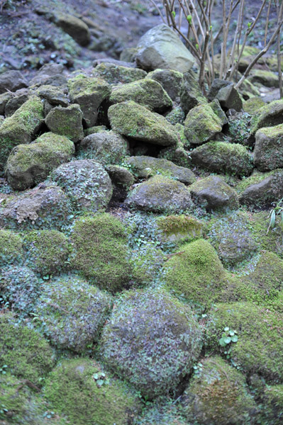 ���n���l