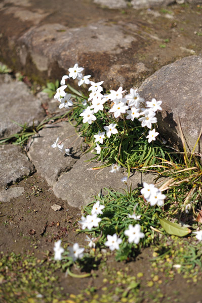 ���}���̋߂��ɂ�