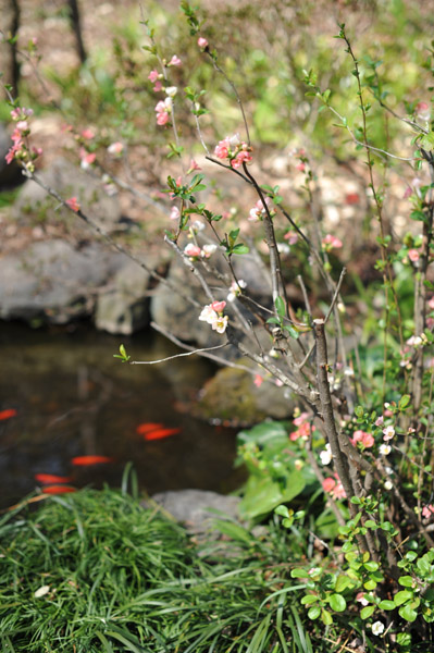 �������̒뉀���i