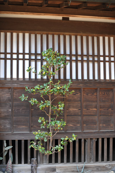 ���ю��̐A���B