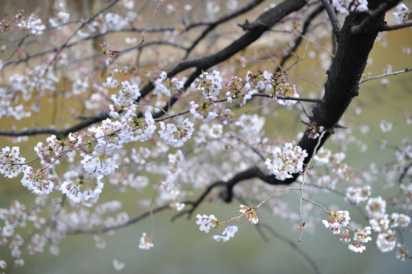 �����s����ΐ_���̍����i