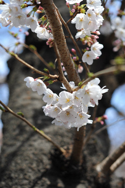 �����s����ΐ_���̍����i