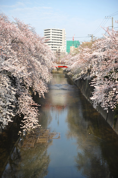 �����s����ΐ_���̍����i