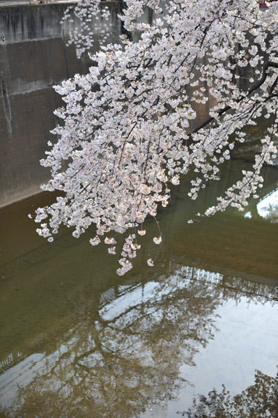 �����s����ΐ_���̍����i