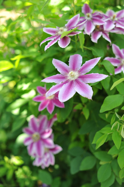 �������̋����ɂč炢�Ă�����