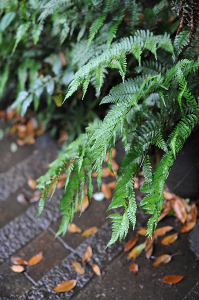 �Q���̃V�_