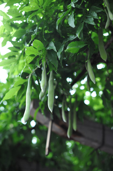 �R�����}�_�Ђ̓��I