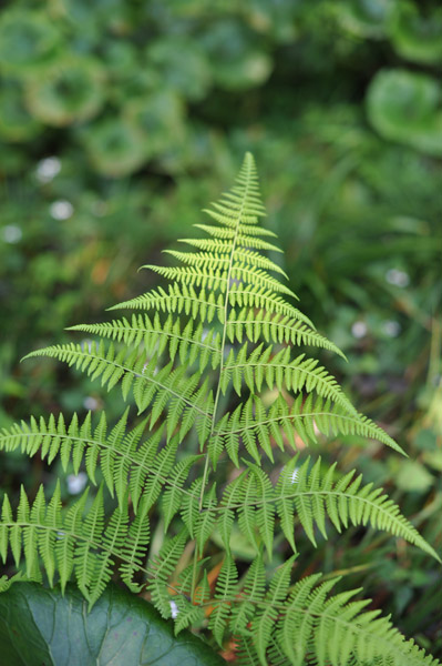 ���ΐ��y��