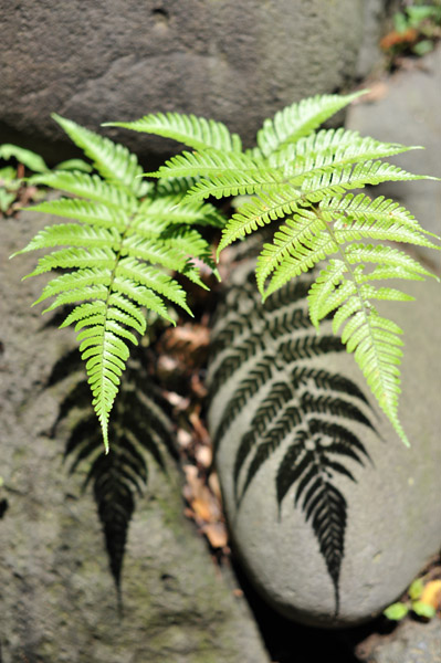 ���ΐ��y��