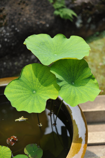 �����R���{�@