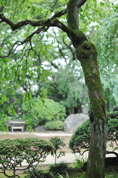 �����R���{�@