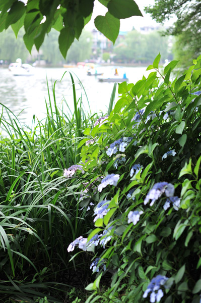 �ΐ_������̃A�W�T�C���i