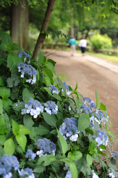 �ΐ_������̃A�W�T�C���i