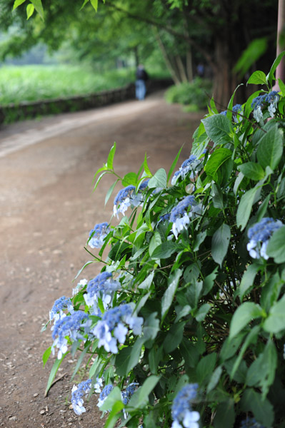 �ΐ_������̃A�W�T�C���i