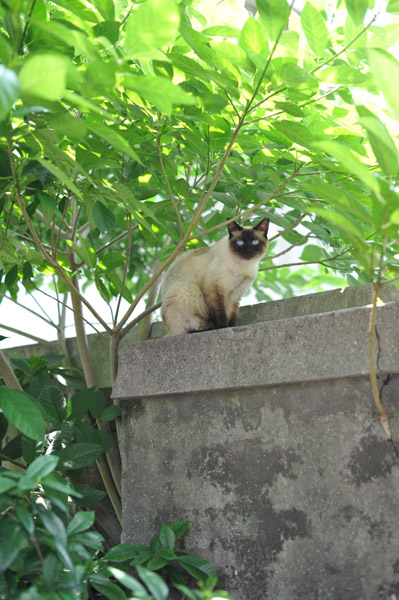 ����_�Ђ̔L