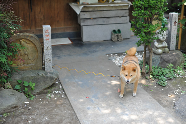 �V�c�_��(�T��)�̔Ԍ��N