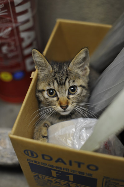 �����̖�ǔL�̗J�T