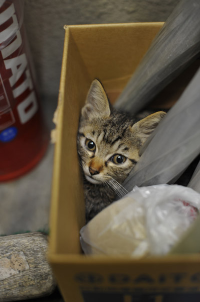 �����̖�ǔL�̗J�T